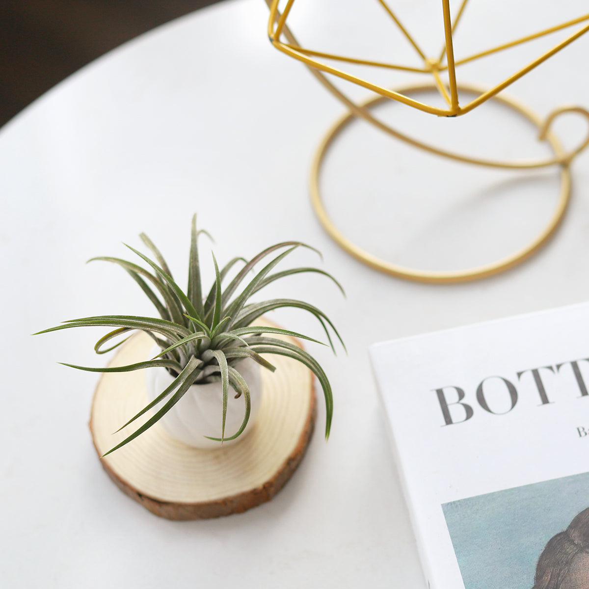 tiny air plant holder Decorative White Ceramic Mini AirPlant Holder - Modern Plant Container