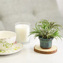 octagon clay mini air plant holder, retro-design air plant holder, buy air plant holder online, air plant pot for sale, mini clay pot for succulents