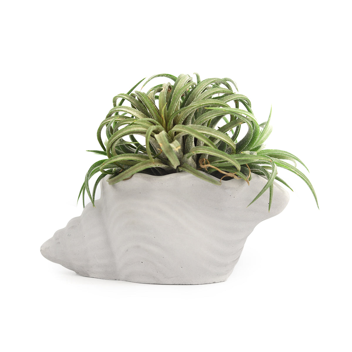 cement air plant holder, seashell air plant holder, Mini Air Plant Holder for sale, buy Cement Seashell Mini Air Plant Holder online, Mini Air Plant display ideas, Mini Air Plant display ideas, air plant holder, air plant display