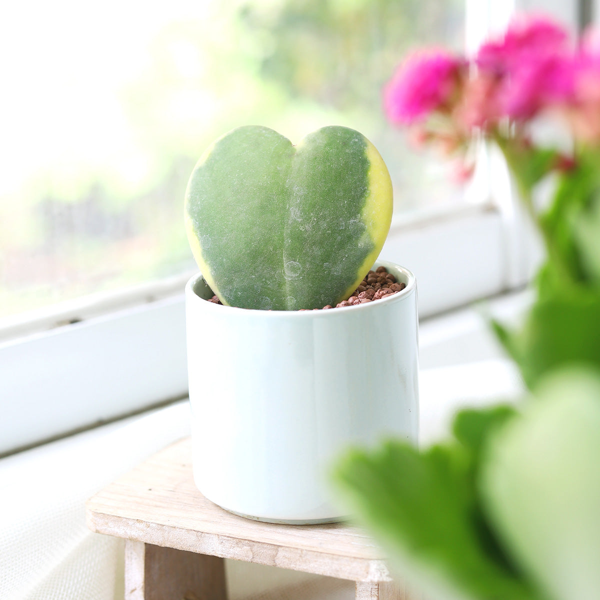 Variegated Hoya Kerrii Heart, indoor plants, 4 inch valentine plants, 2025 valentine gift ideas, gifts for plant lovers