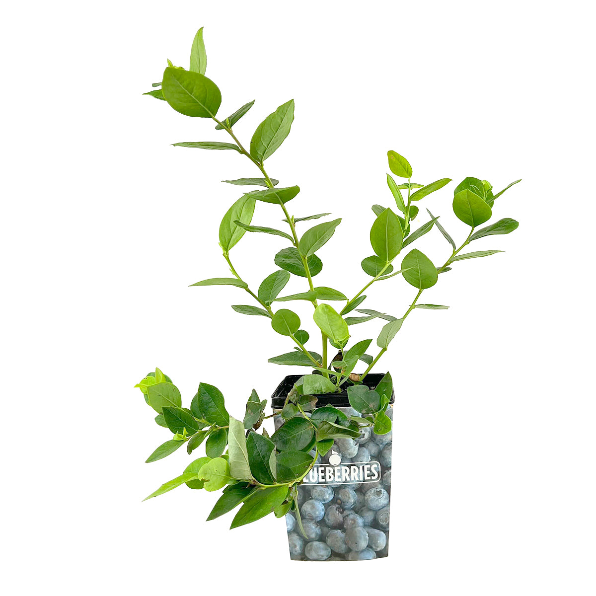 Blueberry Vaccinium Emerald, 4 inch Blueberry Emerald live plant, buy Blueberry Vaccinium Emerald live plant online