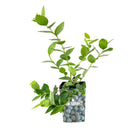 edible berry bushes, edible berry bushes, buy berry plants online, plant nursery near me