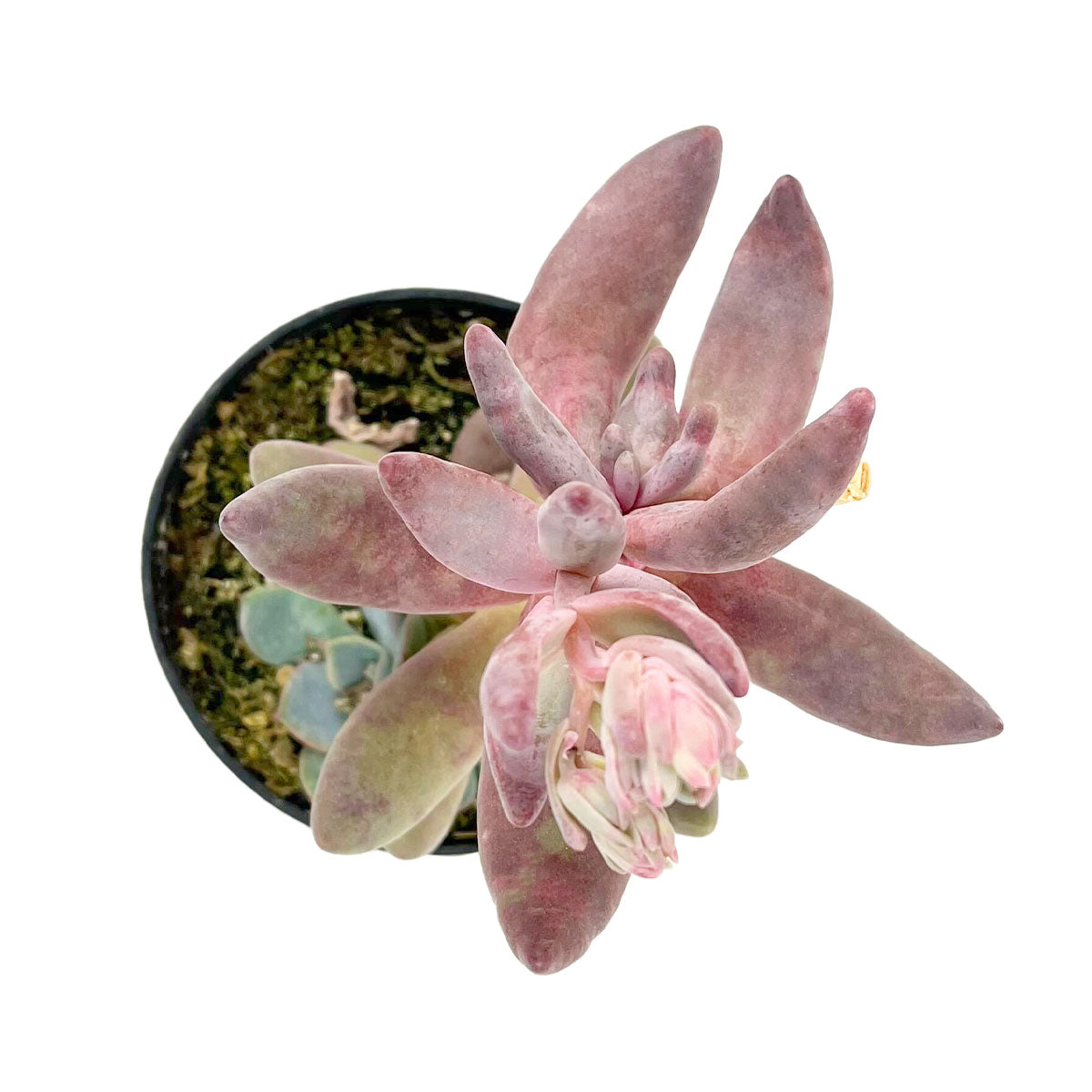 LIve Pink Pachysedum Ganzhou Fully Rooted in 2in/ 4in Pot, Best Cute Chubby Succulents To Grow, Unique Succulent Gift ideas