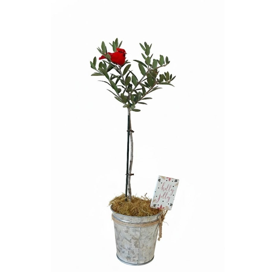Buy small olive topiary indoor, Elegant live plant holiday decor, Elegant Olive Topiary 4 inch Tree in Silver Metal Tin with Festive Cardinal Accent