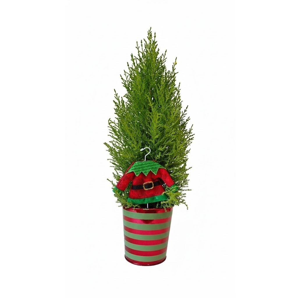 Unique Holiday Gift, Buy mini Lemon Cypress Elf tree online, Small scented Christmas plant with elf, Potted Christmas Gift
