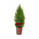 Living Christmas gift idea elf, Miniature Christmas tree in striped pot