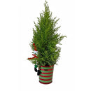 Lemon Cypress Cone Mini Christmas Tree with Snowman Decoration, Holiday Evergreen Decor, Unique Holiday Gift Ideas