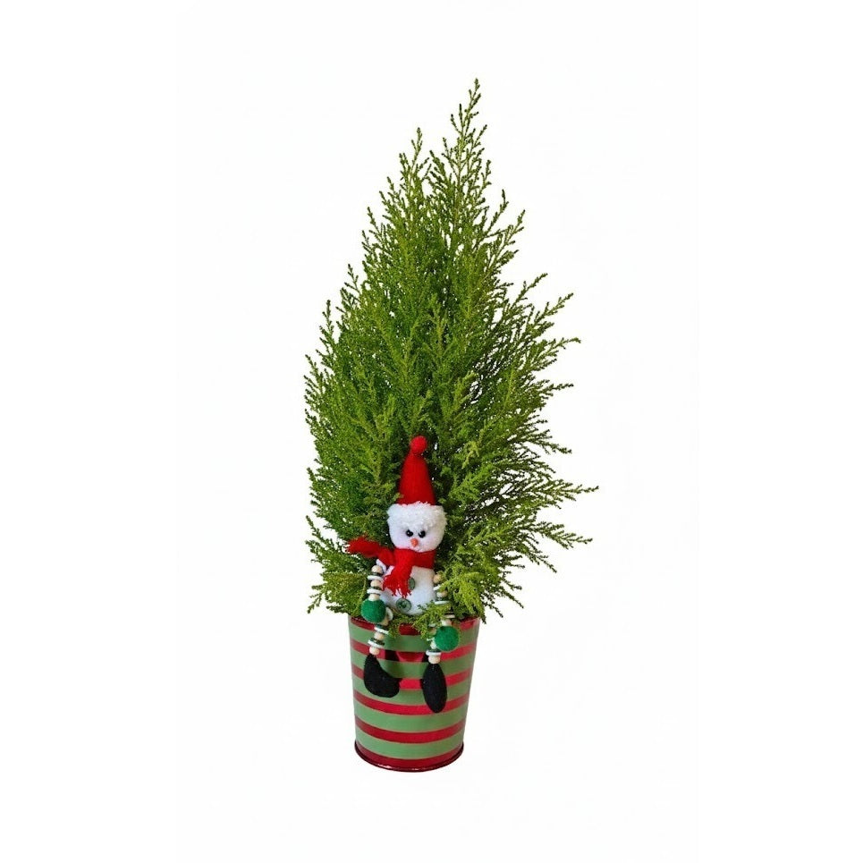 Lemon Cypress Cone 4 inch plant with Snowman decoration, Scented Lemon Cypress indoor decor, Live small Christmas tree gift