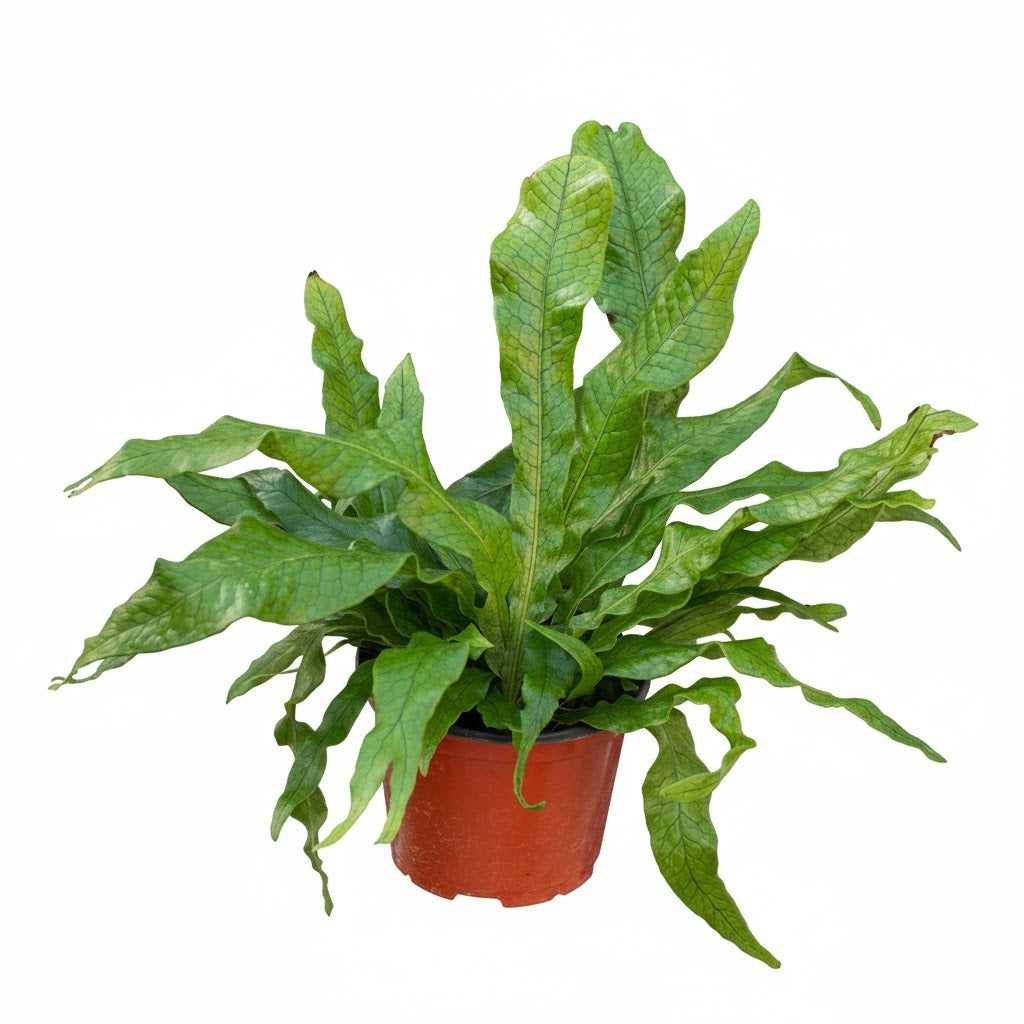 Buy the unique Crocodile Fern with leathery, textured foliage, unique foliage plant, 4 inch fern, 6 inch fern, air purifying plant, bathroom plant