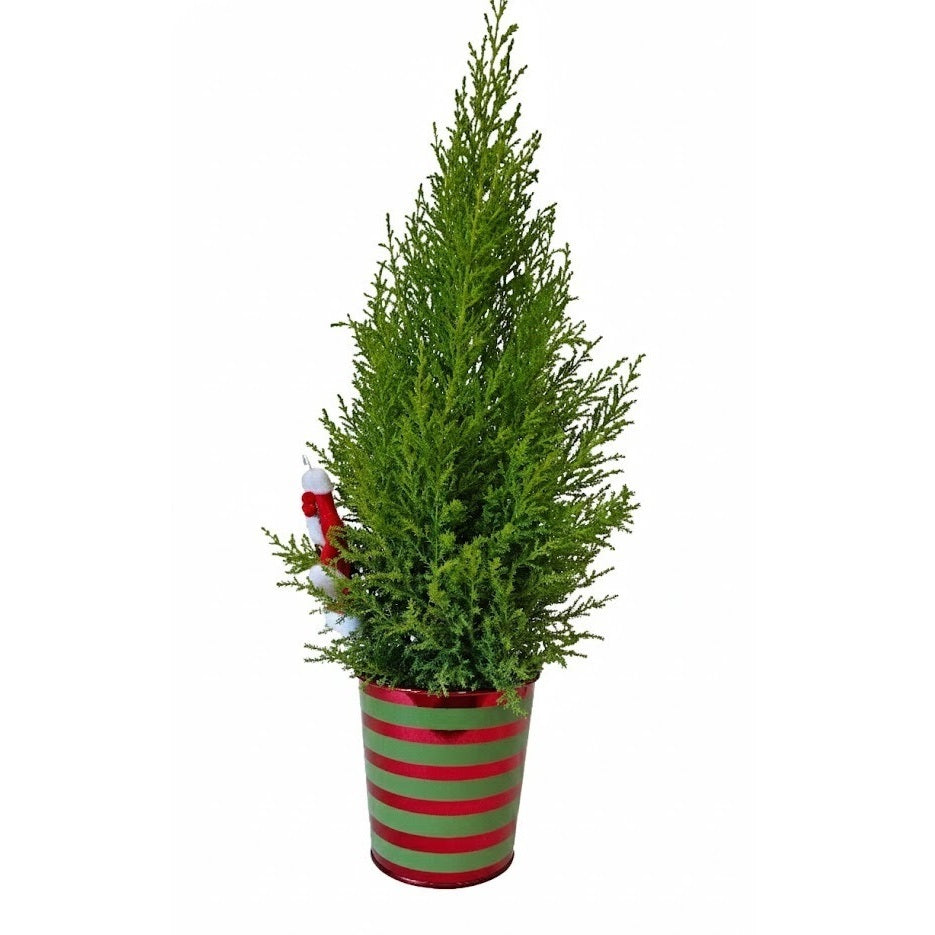 Scented holiday plant gift, Lemon Cypress Cone Mini Christmas Tree with Mr. Claus Santa Decoration, Potted Lemon Cypress Cone 4 inch plant with Mr. Claus Decor