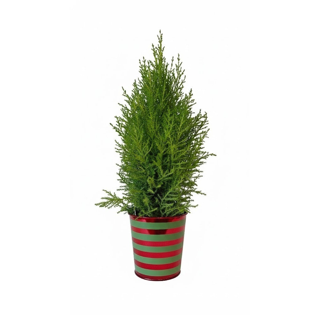 Lemon Cypress Cone 4 inch plant with Elf sweater pot, Buy mini Lemon Cypress Elf tree online, Living Christmas gift idea elf