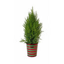 Living Christmas gift idea elf, Miniature Christmas tree in striped pot