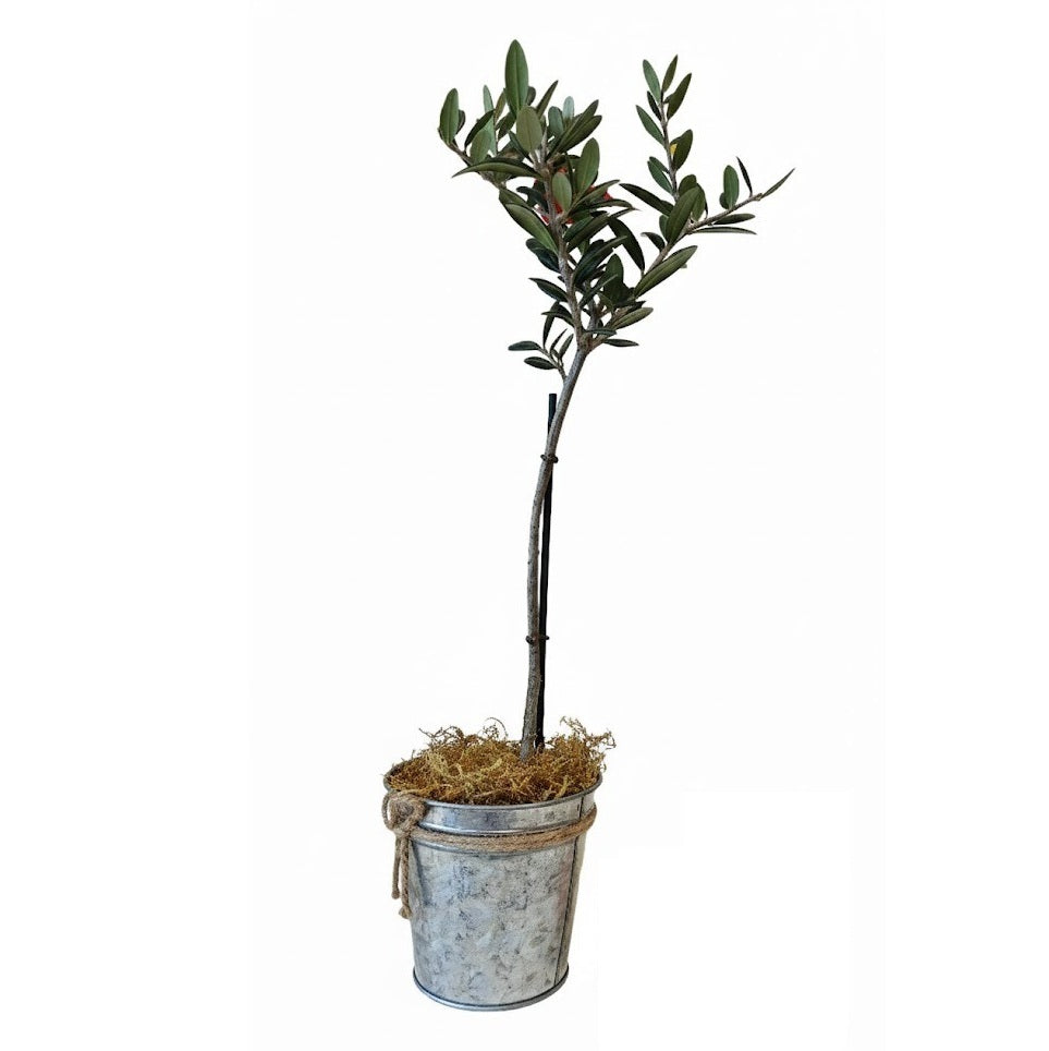 Olive Topiary Tree in Silver Tin Planter, Live Olive Tree Indoor for sale, Christmas Holiday Gift Ideas, Tabletop Centerpiece Plant