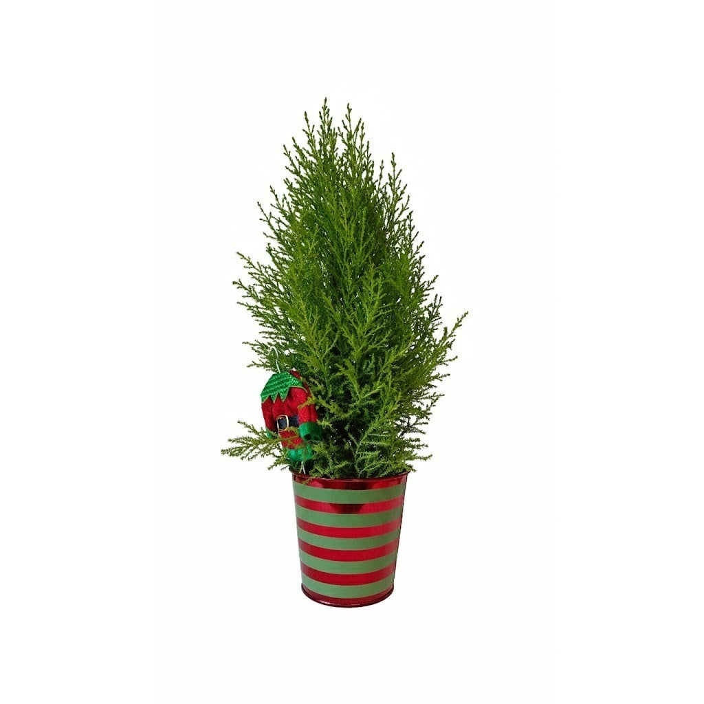 Miniature Christmas tree in striped pot, Potted Christmas Tree Elf, Indoor Christmas Tree Decor
