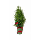 Living Christmas gift idea elf, Miniature Christmas tree in striped pot