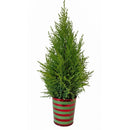 Scented holiday plant gift, Buy mini Santa Christmas tree online, Lemon Cypress Cone Mini Christmas Tree with Mr. Claus decoration