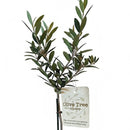 Buy small olive topiary indoor, Elegant live plant holiday decor, Rustic Olive Topiary in Silver Metal Tin with Rope
