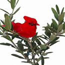 Buy small olive topiary indoor, Elegant live plant holiday decor, Rustic Olive Topiary in Silver Metal Tin with Rope