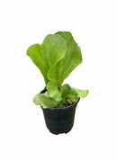 Platycerium elephantotis, Elephant Ear Staghorn Fern, Elephantotis Fern, Staghorn Fern, Rare houseplant, Collector fern, Unique foliage plant, Unusual indoor plant