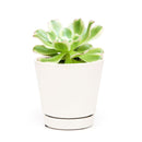 Aeonium Arboreum Luteovariegatum, succulents shop in California, Rare succulents, succulents store in CA, succulent care, monthly succulents, indoor succulents, how to grow succulents, Succulents shop near me, Aeonium Arboreum Luteovariegatum in California, How to grow Aeonium Arboreum Luteovariegatum