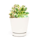 sunburst, aeonium sunburst for sale, succulents shop in California, Succulents shop near me, succulent subscription, how to grow succulents, succulent care guide, succulent care, succulents store in CA, monthly succulents, sunburst in California, How to grow sunburst, rose-shaped succulent plants