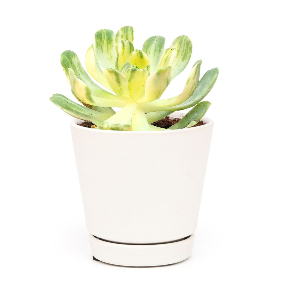 succulents near me Aeonium Suncup for Sale