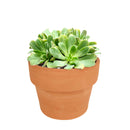 Succulent for sale, How to grow and care for Aeonium Succulent Plant, Aeonium Emerald Ice Propagation, Premium Succulent Gift Box for any occasion, Aeonium Emerald Ice
