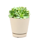 Succulent for sale, How to grow and care for Aeonium Succulent Plant, Aeonium Emerald Ice Propagation, Premium Succulent Gift Box for any occasion, Aeonium Emerald Ice