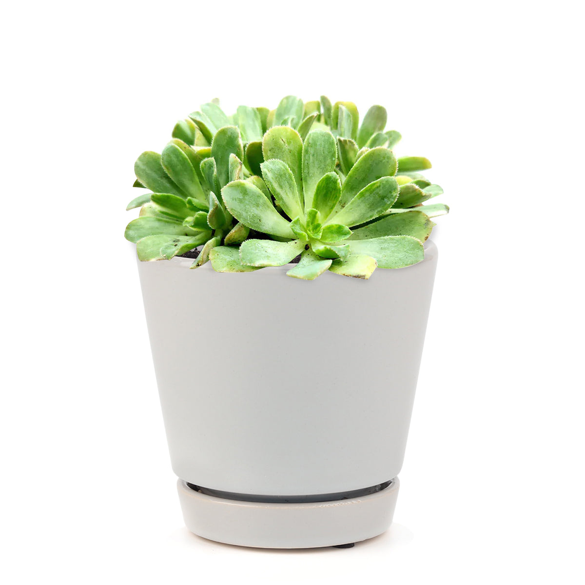 Succulent for sale, How to grow and care for Aeonium Succulent Plant, Aeonium Emerald Ice Propagation, Premium Succulent Gift Box for any occasion, Aeonium Emerald Ice