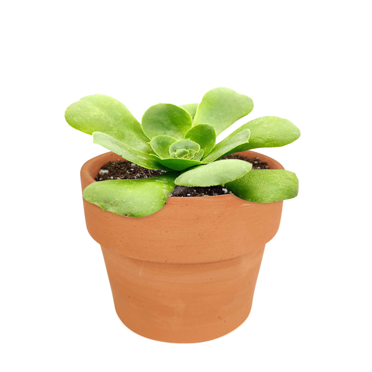 Green Platters, succulents store in CA, succulents garden, succulent care tips, cactus, succulents shop in California, succulent subscription