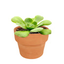 Green Platters, succulents store in CA, succulents garden, succulent care tips, cactus, succulents shop in California, succulent subscription, how to grow succulents, succulent plant