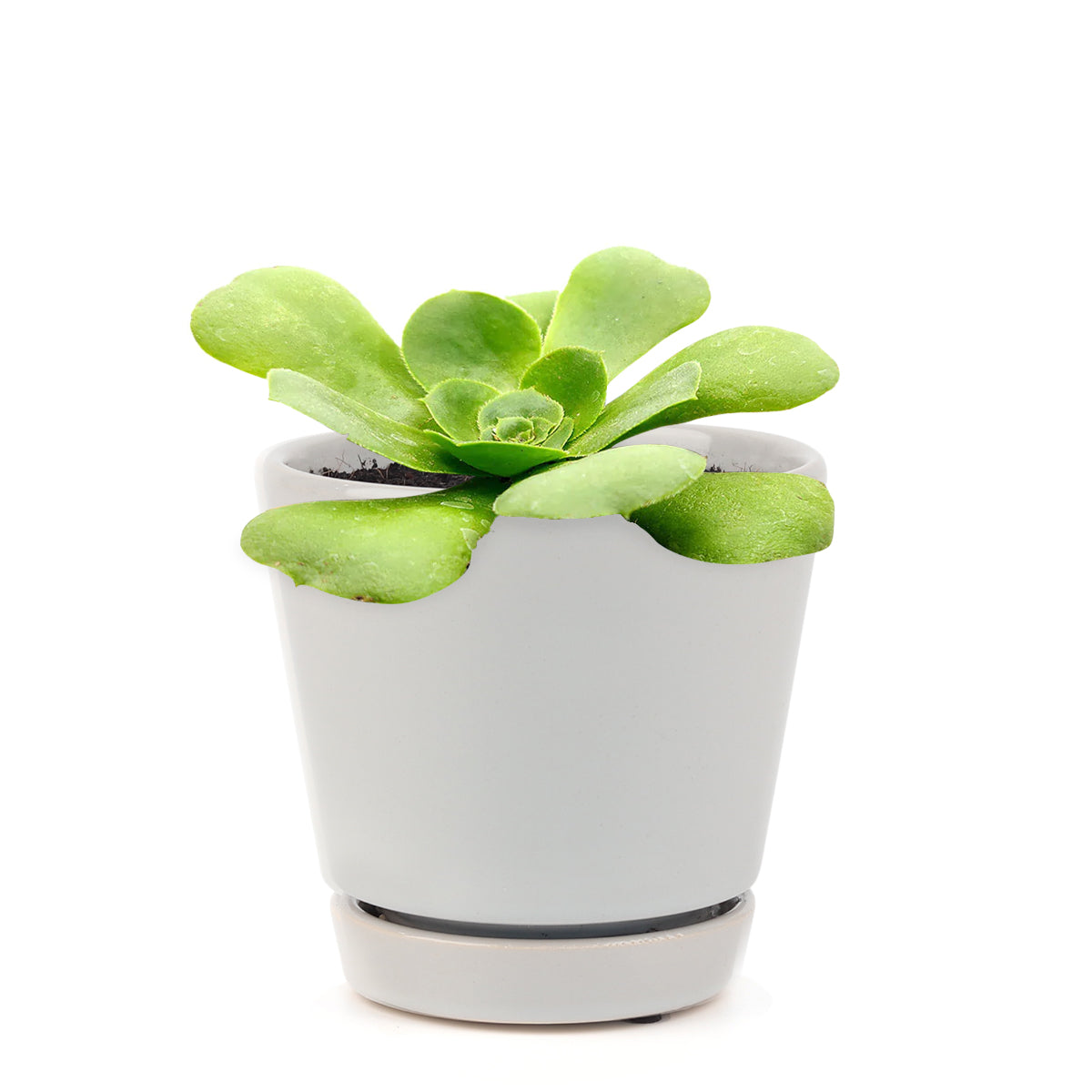 succulents shop in California, succulent subscription, how to grow succulents, succulent plant, Green Platters in California, How to grow Green Platters