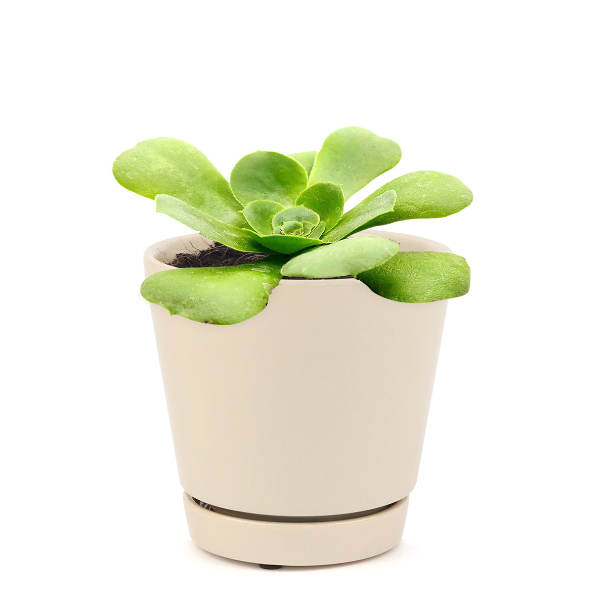 Green Platters, succulents store in CA, succulents garden, succulent care tips, cactus, succulents shop in California, succulent subscription, how to grow succulents, succulent plant