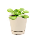 Green Platters, succulents store in CA, succulents garden, succulent care tips, cactus, succulents shop in California, succulent subscription, how to grow succulents, succulent plant