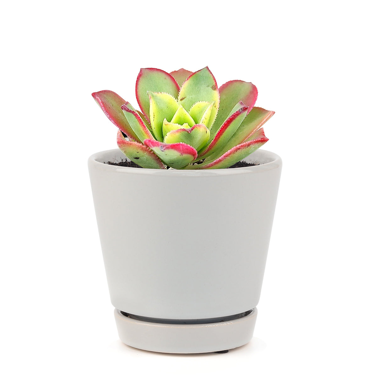 aoenium, aeonium arboreum, succulent plant, Succulents shop near me, succulent care guide, succulent care tips, succulent subscription, succulents garden, succulents store in CA, succulent care, aeonium arboreum in California, How to grow aeonium arboreum, rose-shaped succulent plant