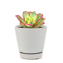 aoenium, aeonium arboreum, succulent plant, Succulents shop near me, succulent care guide, succulent care tips, succulent subscription, succulents garden, succulents store in CA, succulent care, aeonium arboreum in California, How to grow aeonium arboreum