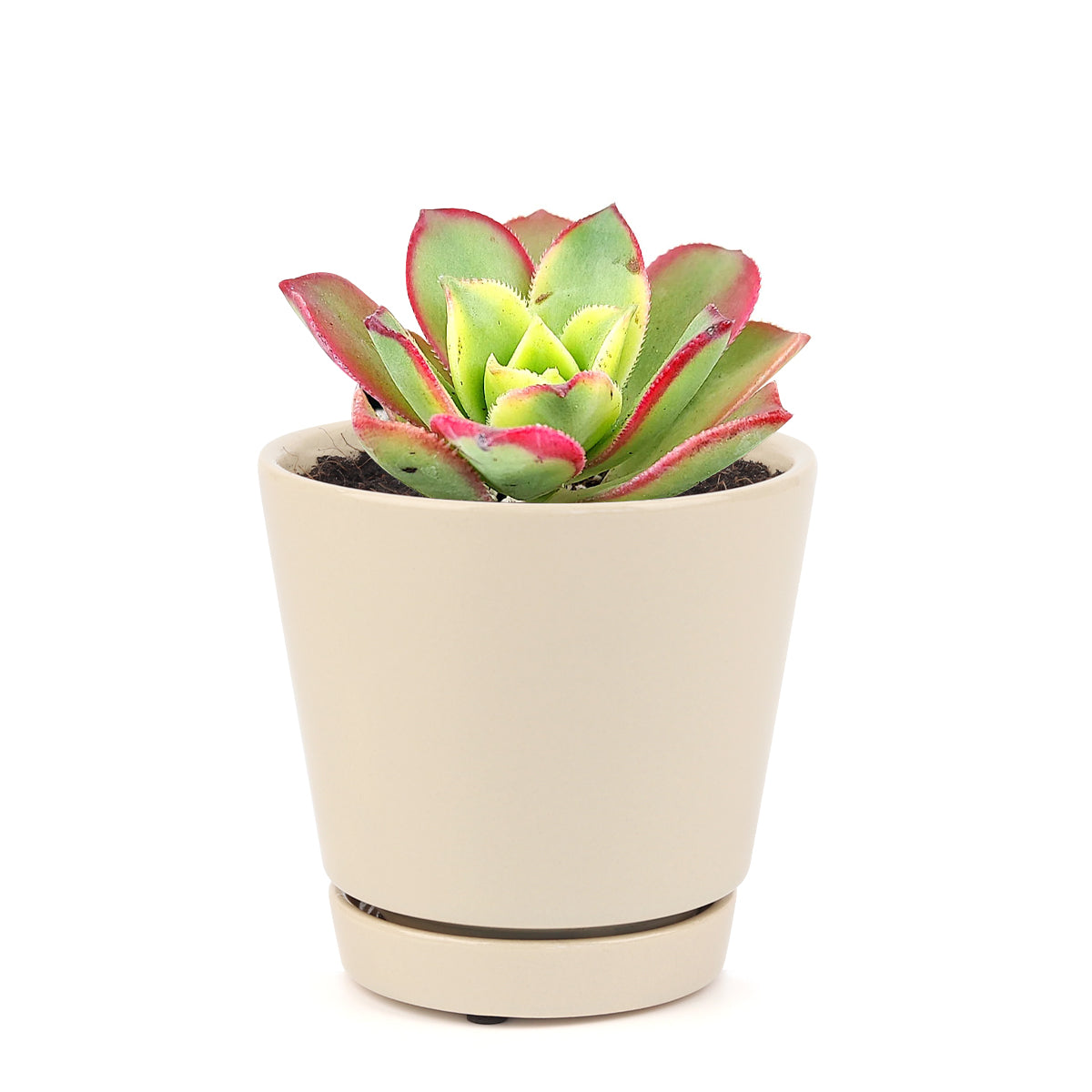 aoenium, aeonium arboreum, succulent plant, Succulents shop near me, succulent care guide, succulent care tips, succulent subscription, succulents garden, succulents store in CA, succulent care, aeonium arboreum in California, How to grow aeonium arboreum, colorful rose shaped succulent