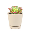 aoenium, aeonium arboreum, succulent plant, Succulents shop near me, succulent care guide, succulent care tips, succulent subscription, succulents garden, succulents store in CA, succulent care, aeonium arboreum in California, How to grow aeonium arboreum