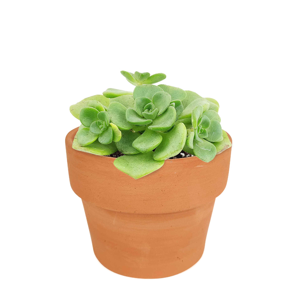 Aeonium Lily Pad, succulent plant, Succulents shop near me, how to grow succulents, monthly succulents