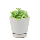 Aeonium Lily Pad, succulent plant, Succulents shop near me, how to grow succulents, monthly succulents, Succulents, succulent care guide, cactus, indoor succulents, Aeonium Lily Pad in California