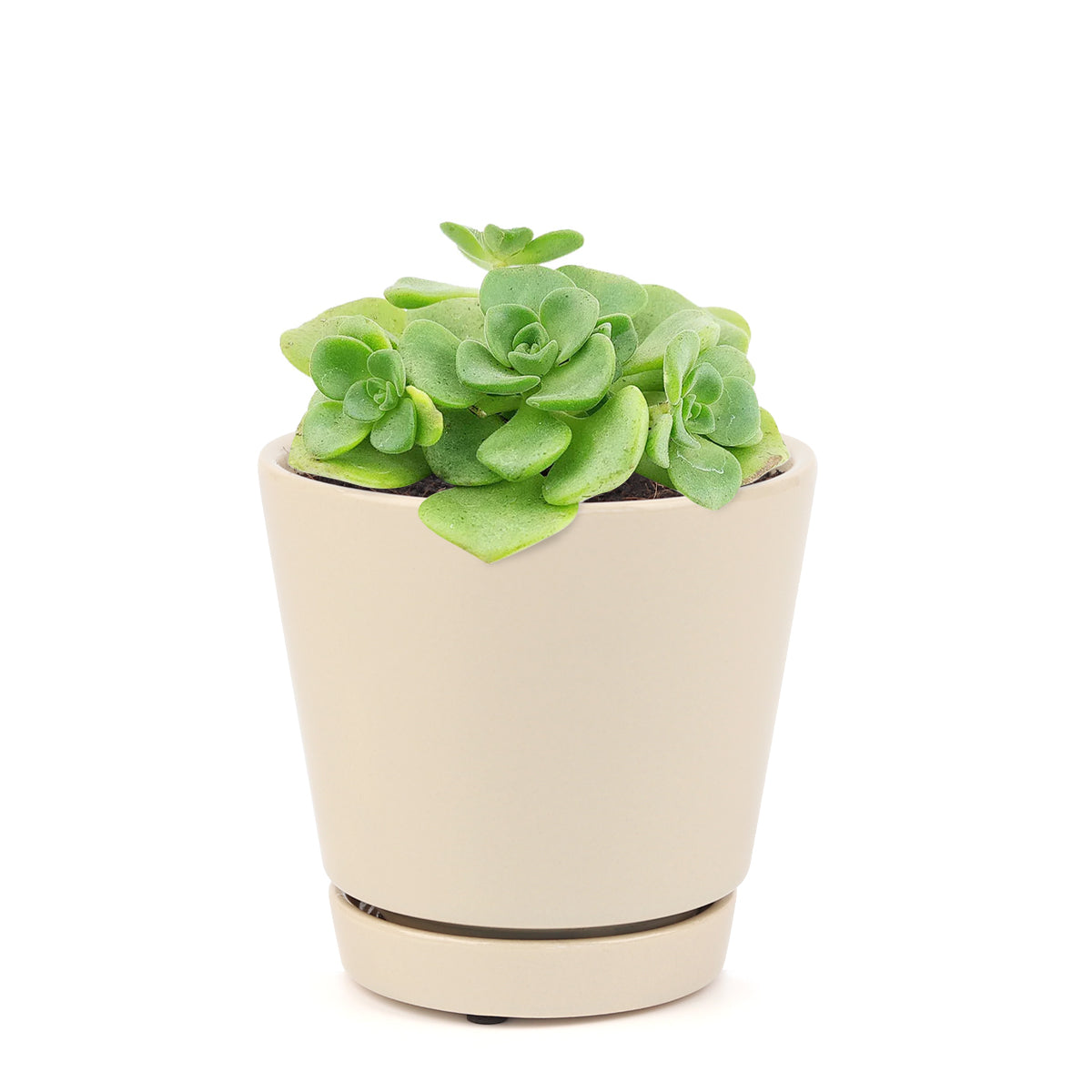 Aeonium Lily Pad, succulent plant, Succulents shop near me, how to grow succulents, monthly succulents, Succulents, succulent care guide, cactus, indoor succulents, Aeonium Lily Pad in California