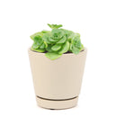 Aeonium Lily Pad, succulent plant, Succulents shop near me, how to grow succulents, monthly succulents, Succulents, succulent care guide, cactus, indoor succulents, Aeonium Lily Pad in California