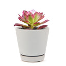 Aeonium Mardi Gras, Succulents, succulent care guide, Succulents shop near me, succulent care, succulents store in CA, succulents garden, succulent plant, monthly succulents, Aeonium Mardi Gras in California, How to grow Aeonium Mardi Gras