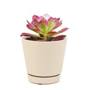 Aeonium Mardi Gras, Succulents, succulent care guide, Succulents shop near me, succulent care, succulents store in CA, succulents garden, succulent plant, monthly succulents, Aeonium Mardi Gras in California, How to grow Aeonium Mardi Gras