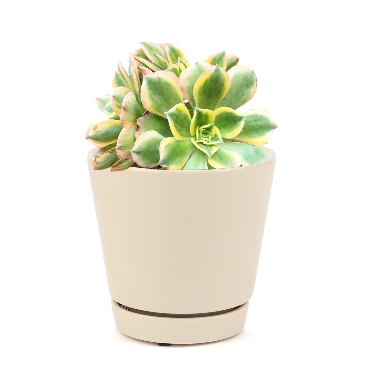 sunburst, aeonium sunburst for sale, succulents shop in California, Succulents shop near me, succulent subscription, how to grow succulents, succulent care guide, succulent care, succulents store in CA, monthly succulents, sunburst in California, How to grow sunburst, colorful succulent plants