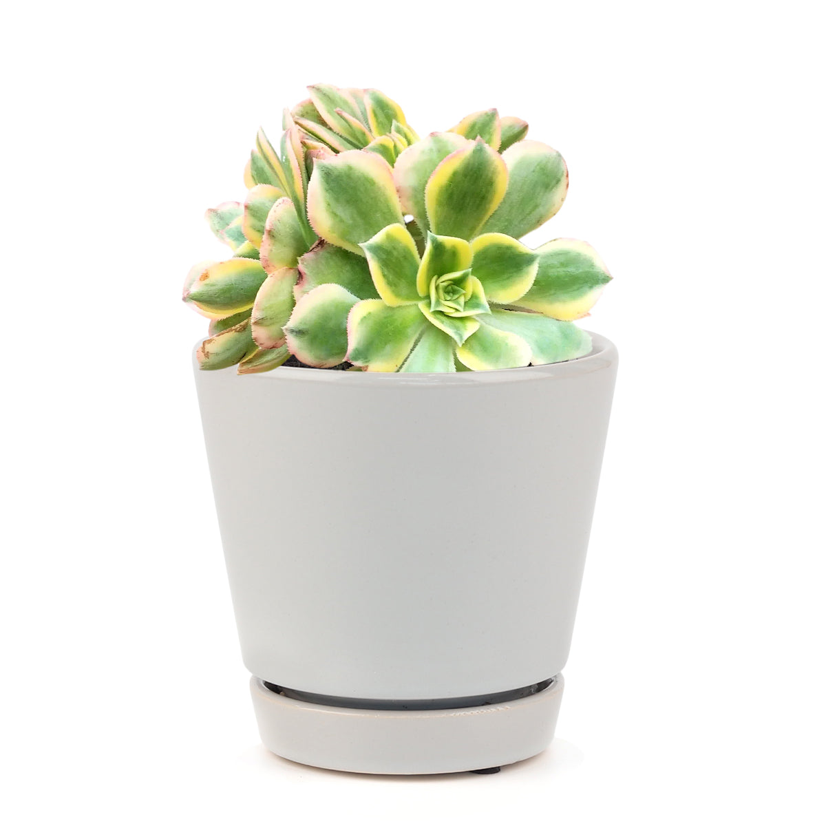 copper pinwheel succulent Aeonium Sunburst Succulent - Copper Pinwheel