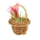 air plant basket, air plant container, small air plant holder, cute air plant basket, cute air plant holder for home and office decor, gardening accessories