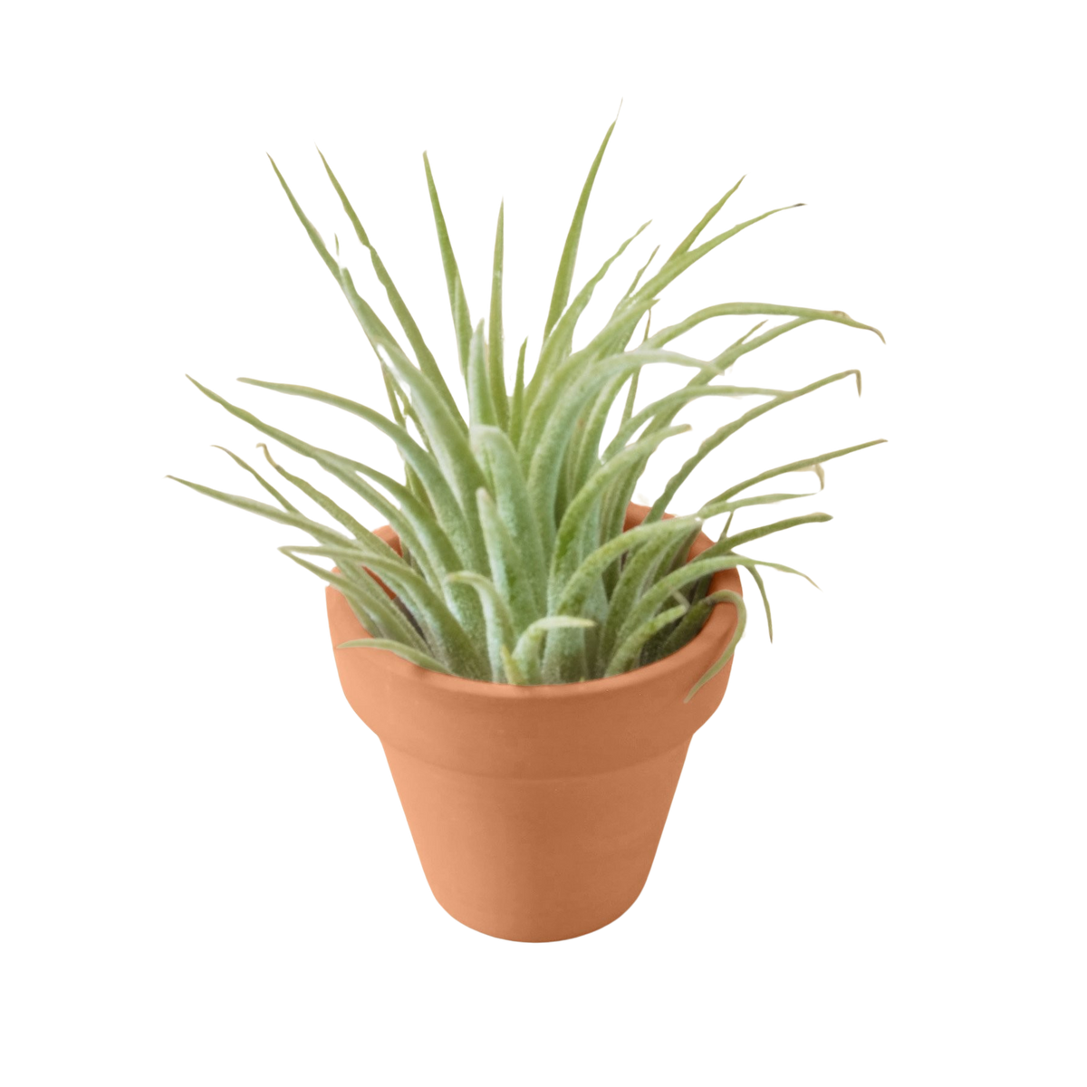 Mini Ionantha Guatemala Air Plant in Terra Cotta Pot, Air plant gift ideas, Office decor plant, Tiny potted air plant for sale