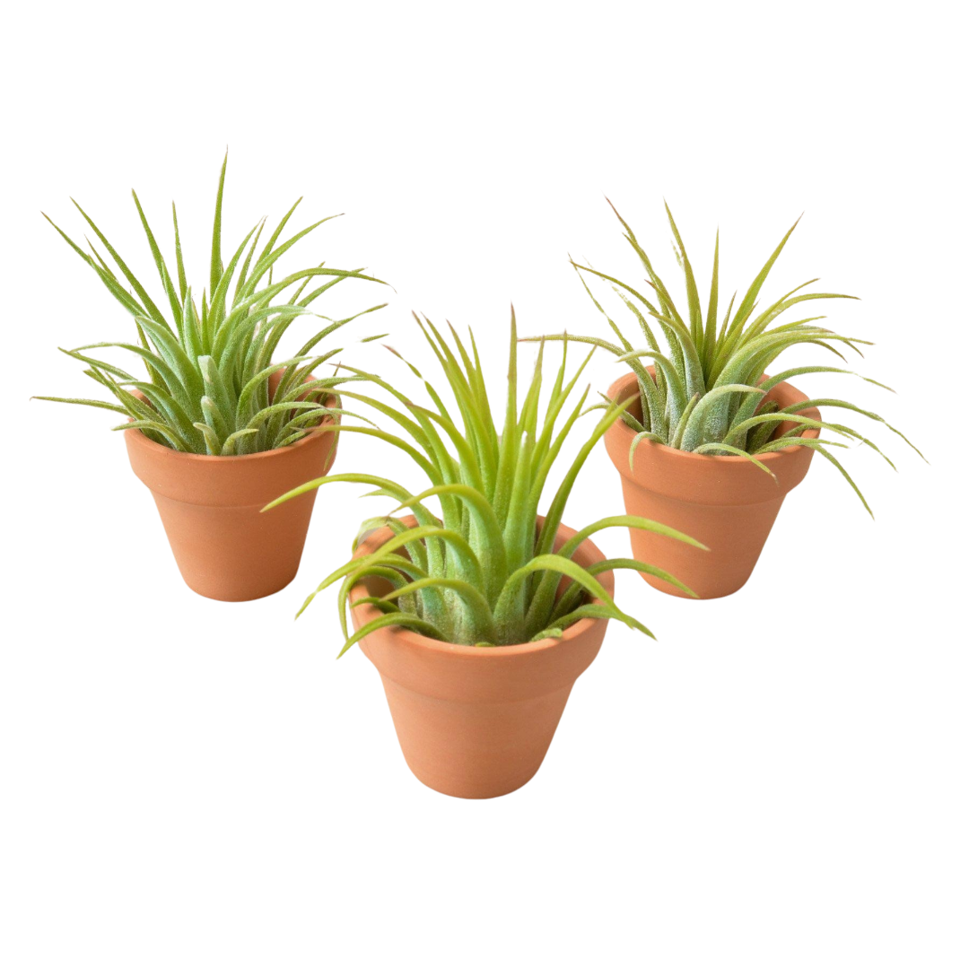 tiny air plants for sale 3 Ionantha Air Plants with Mini Terra Cotta Pots | Easy Care Decor