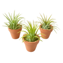 air plant mini terra cotta pot, tillandsia ionantha easy care, low maintenance desk plant gift, red tipped air plant small, Pet Friendly Plants to grow